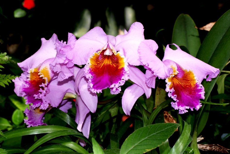 orchid flower with green leaves