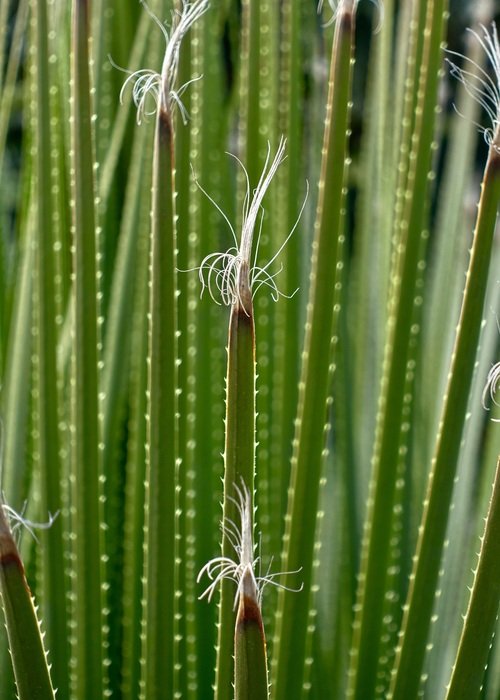 green long plant with white tip