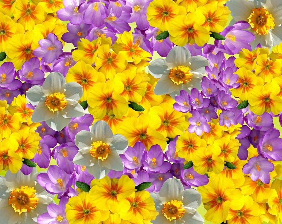 wallpaper with beautiful primroses