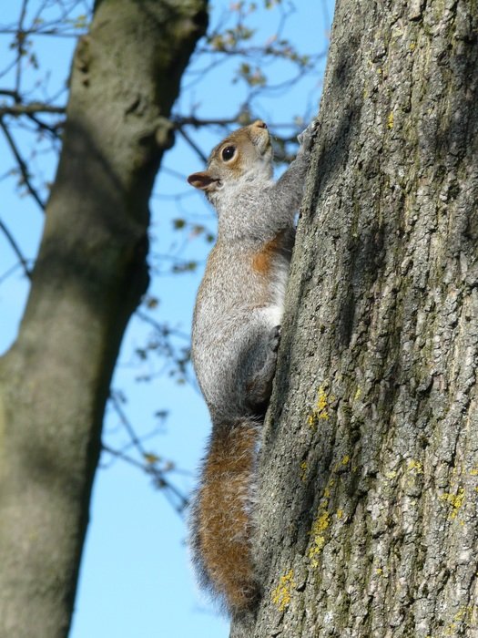 The Squirrel Nature