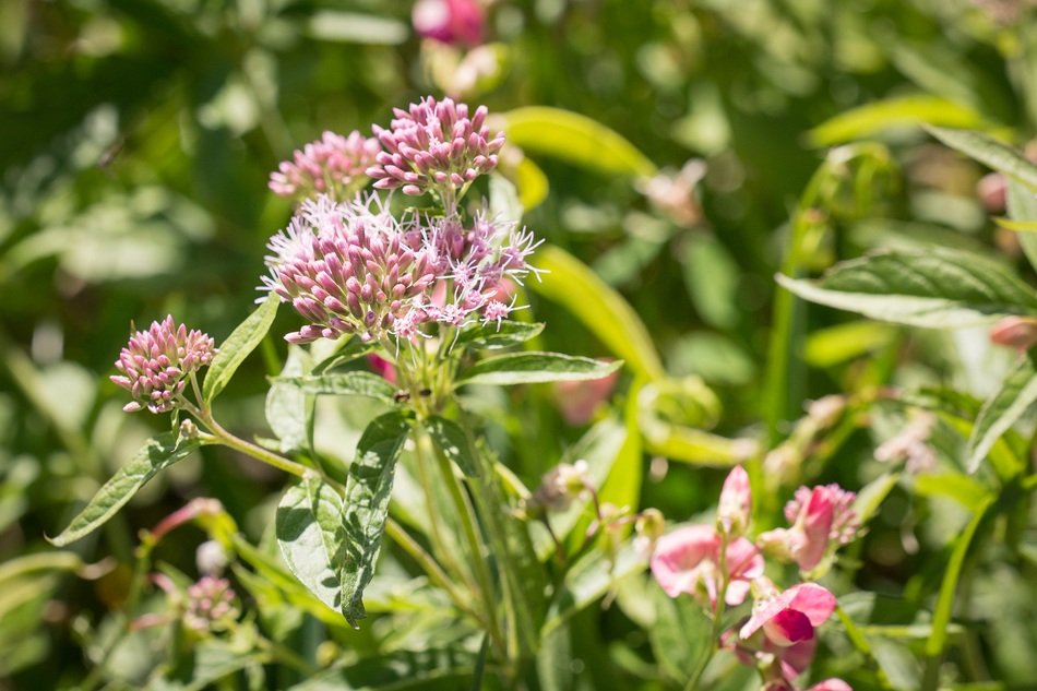 Eupatorium cannabinum, blooming boneset in wild
