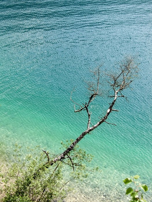 dry tree above clear water