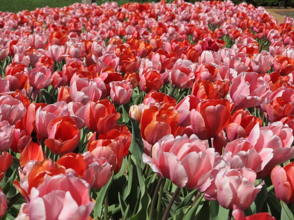 Tulips Mass Planting