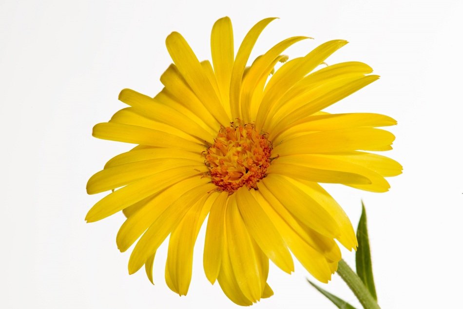 Yellow glandular cape marigold