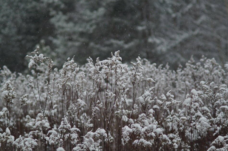 grass in the snow near the forest