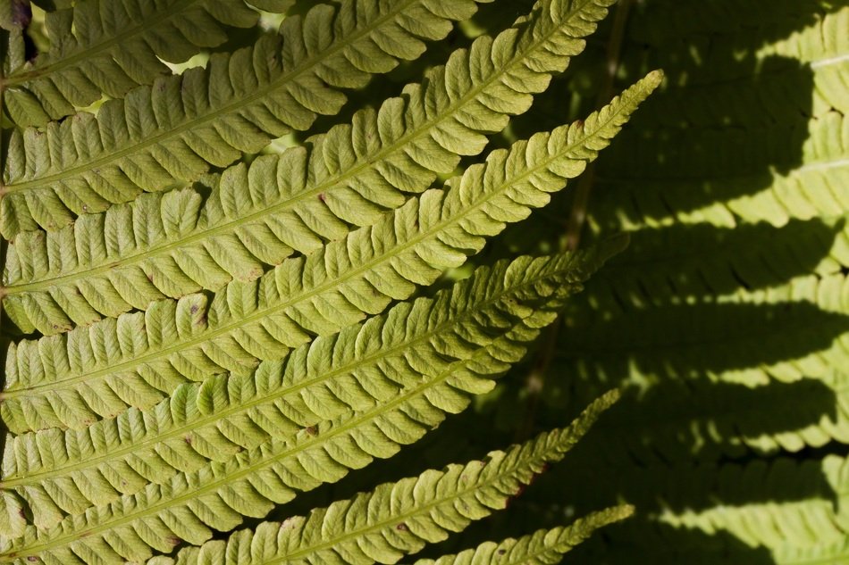 fern plant