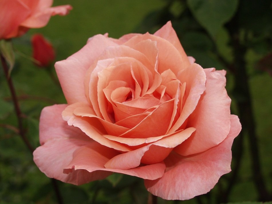 salmon garden rose