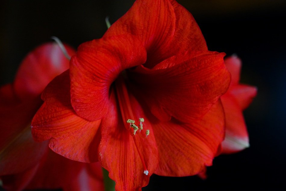 red orchid on the dark