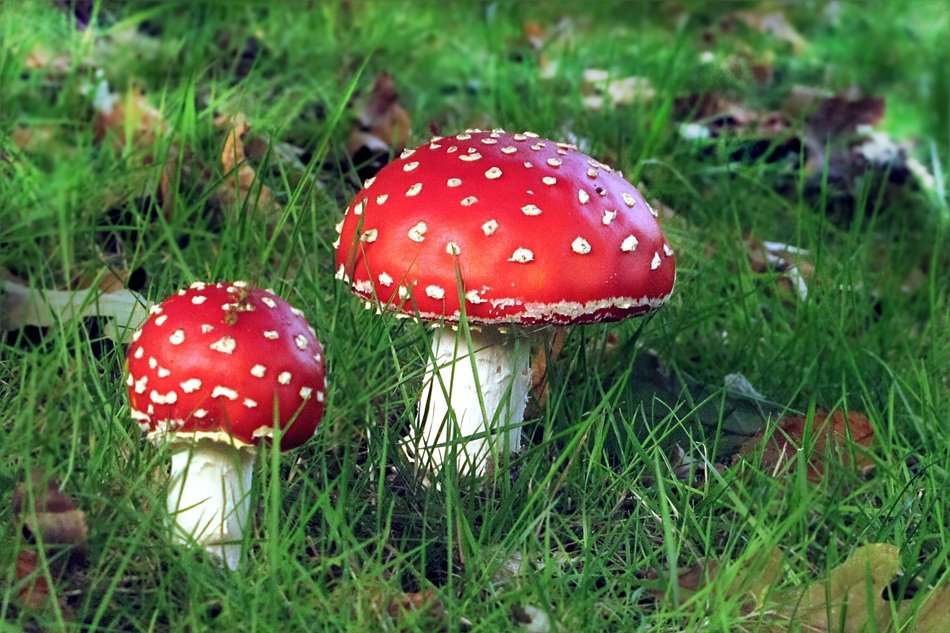 Nature Fly Agaric