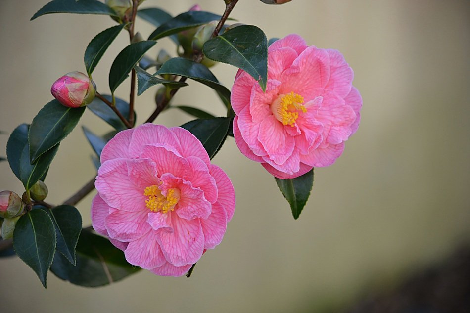 two pink Camellia Flowers