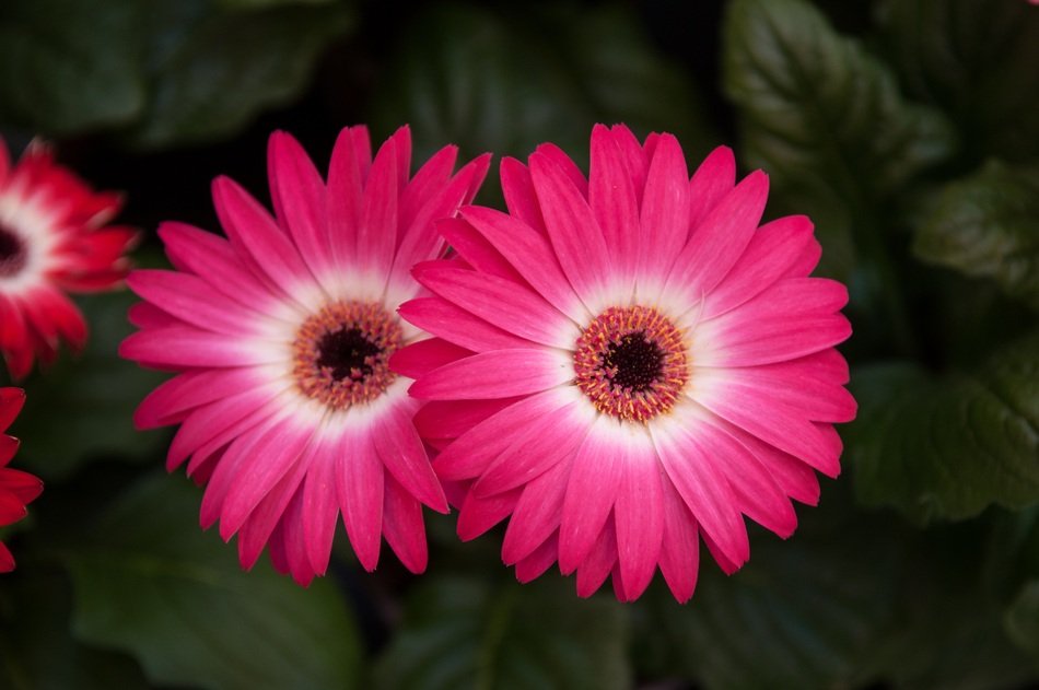 bright pink flowers in the garden