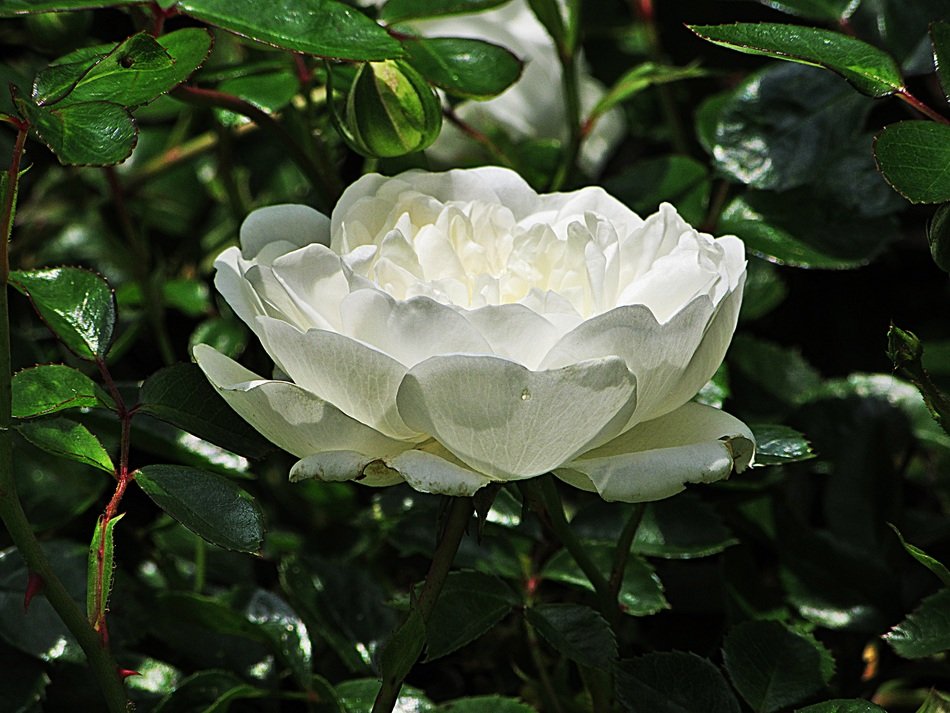 Mini Rose Close Up