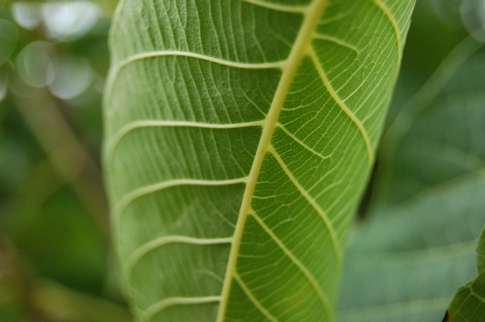 Leaf Green closeup