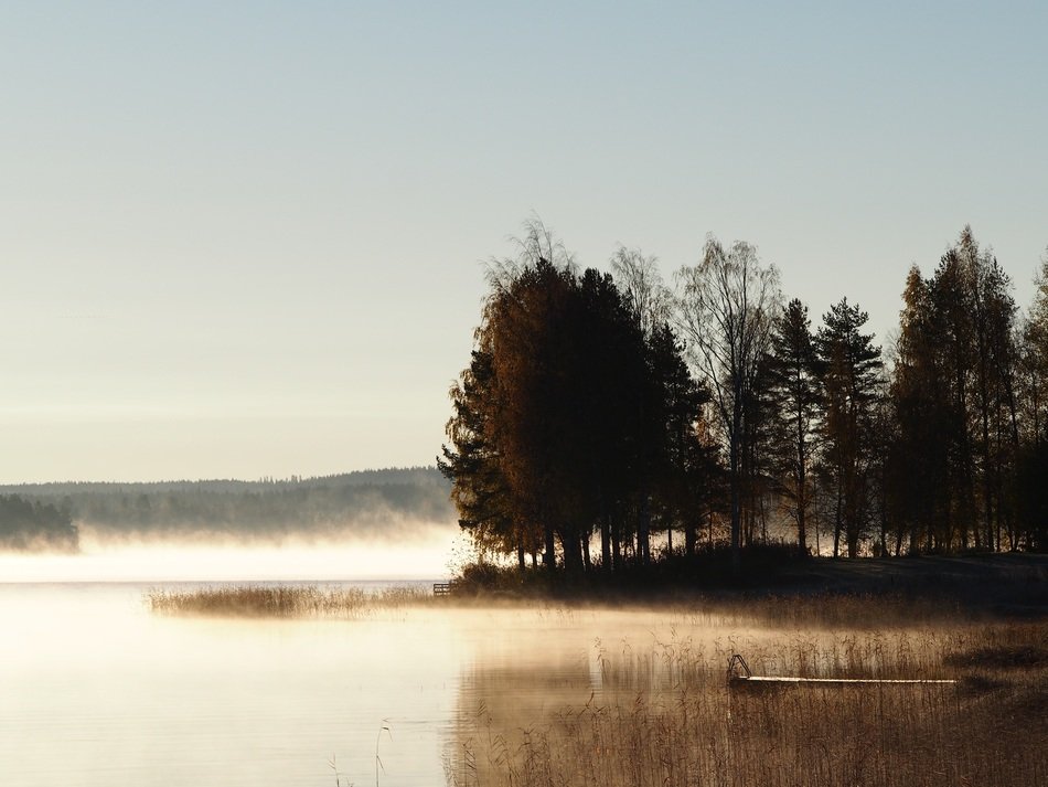 trees by the lake