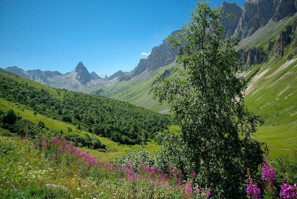 Alps Valloire Pasture