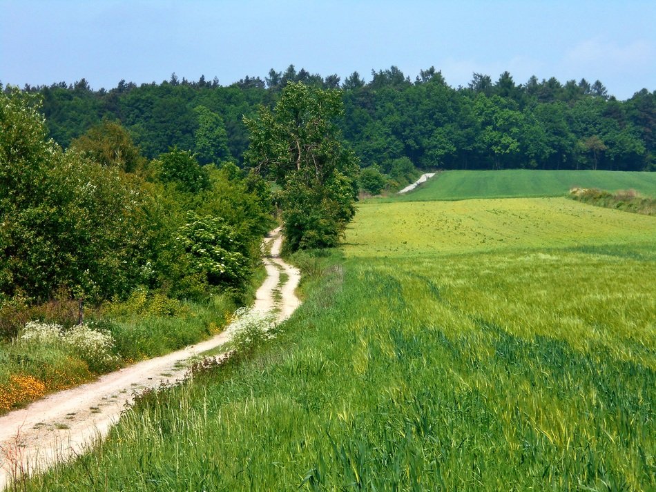 dirt road in the vicinity of the village of bolechowice