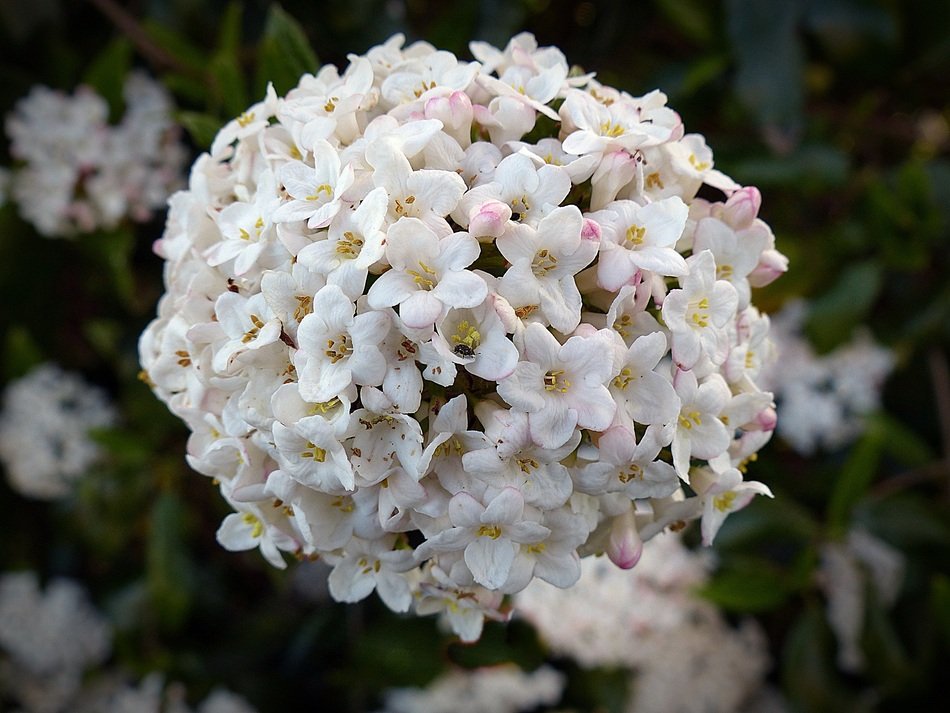 Ball of white flowers