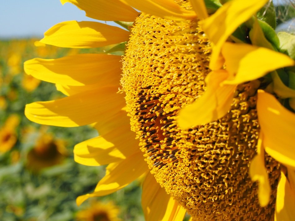 beautiful sunflower