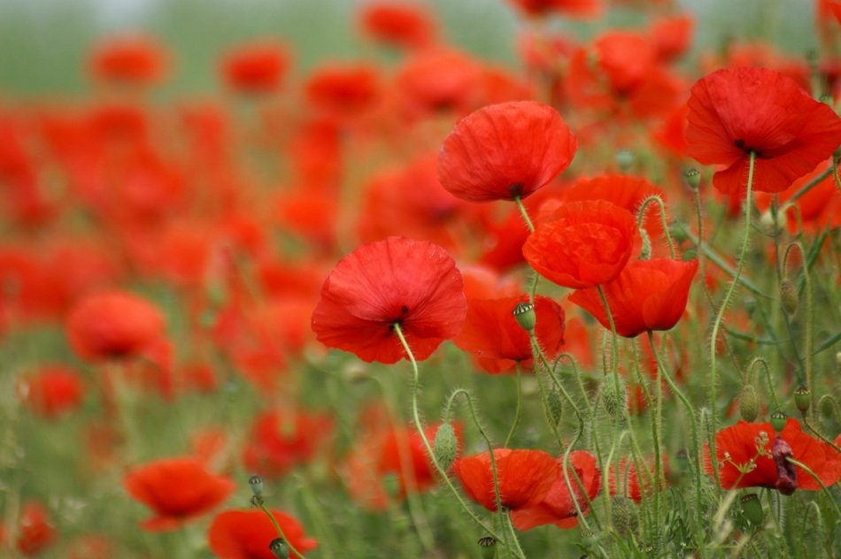 field of beautiful poppies in France