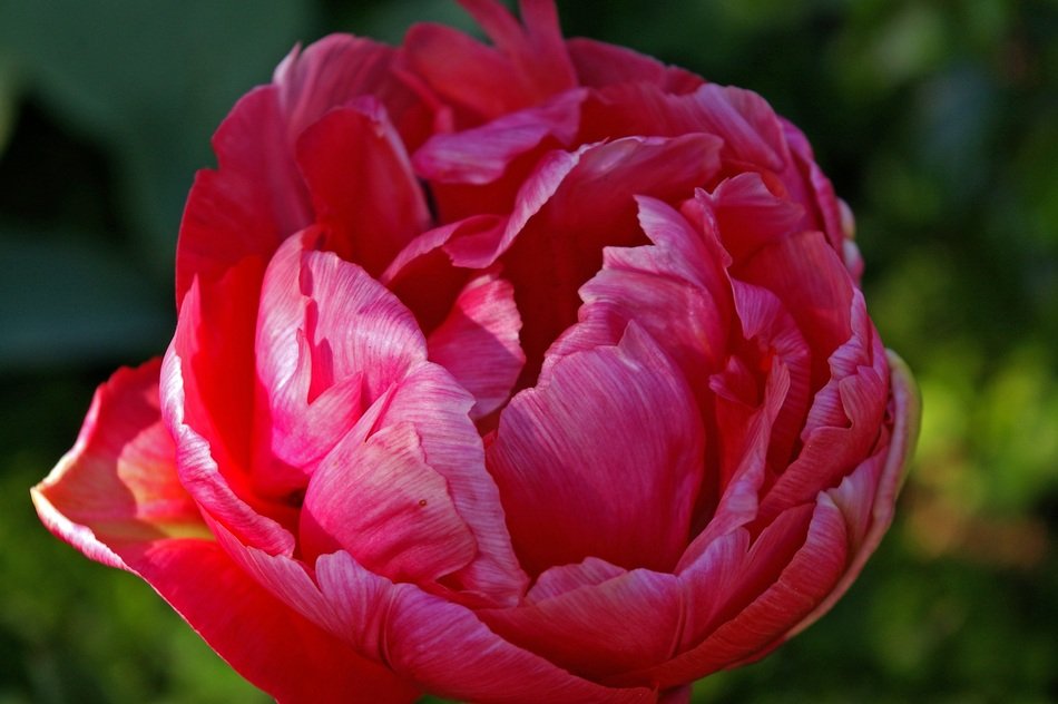 peony flower bulb close-up on blurred background