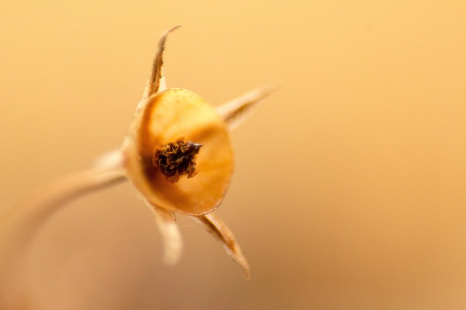 picturesque Brown Flower