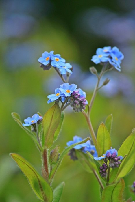 forget me not blossom close-up on blurred background