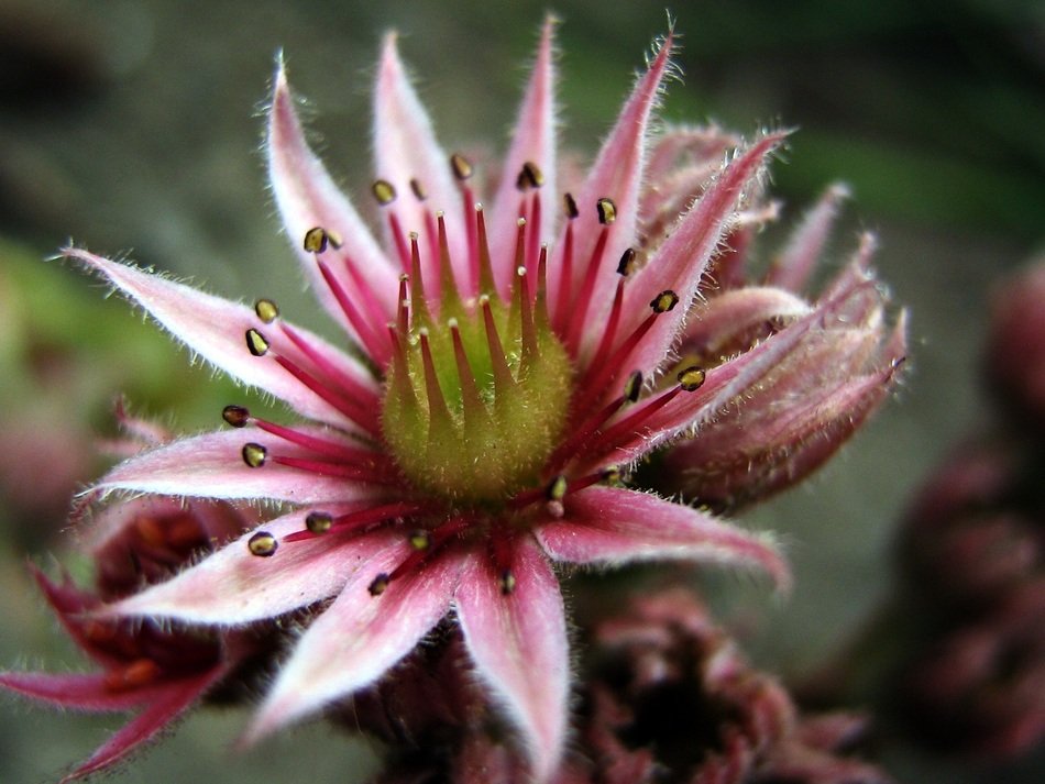 pink hairy flower with large stamens