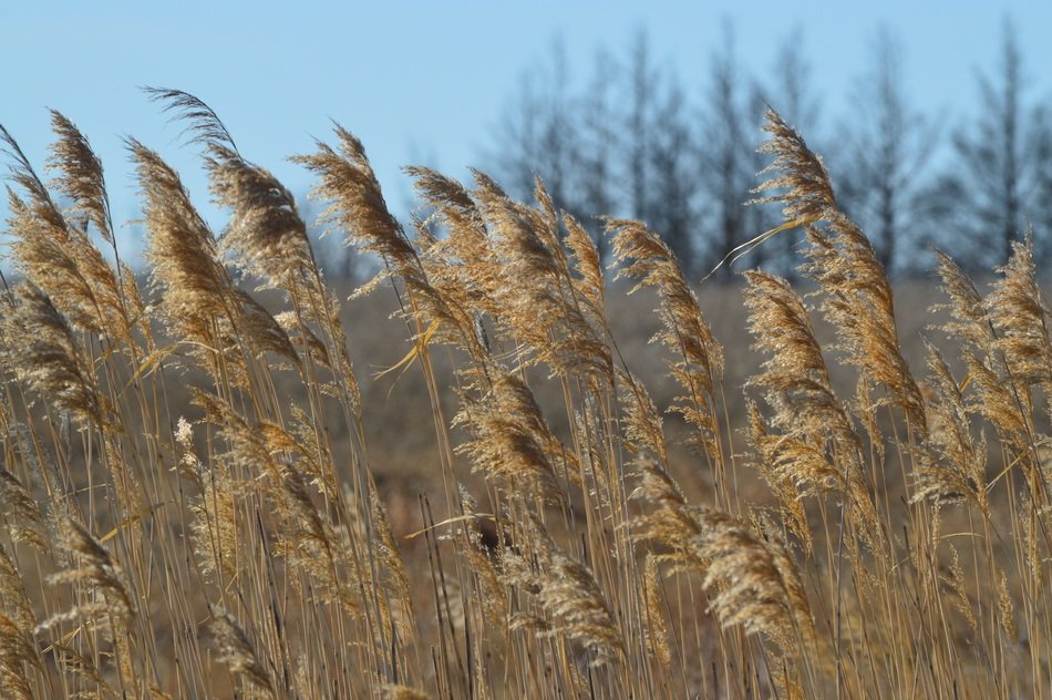 Grass in a field in Canada
