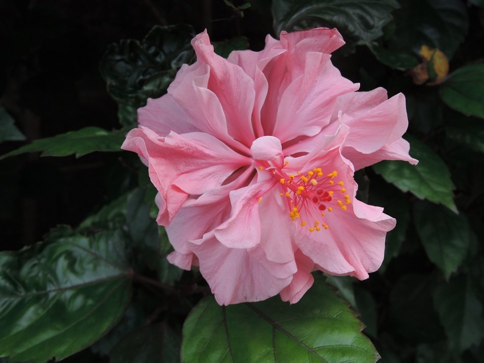 pink flower Althea