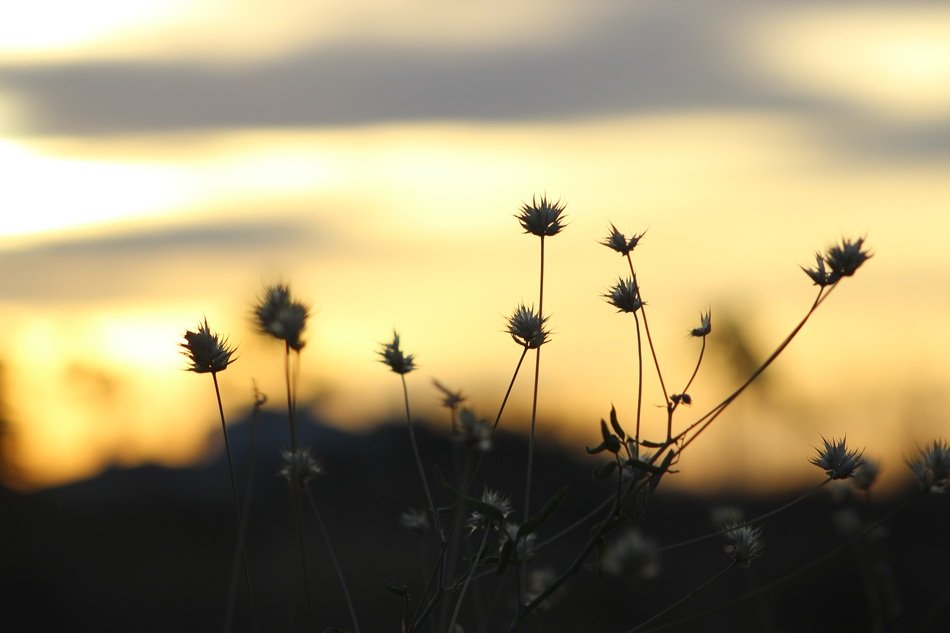 plant in the morning light