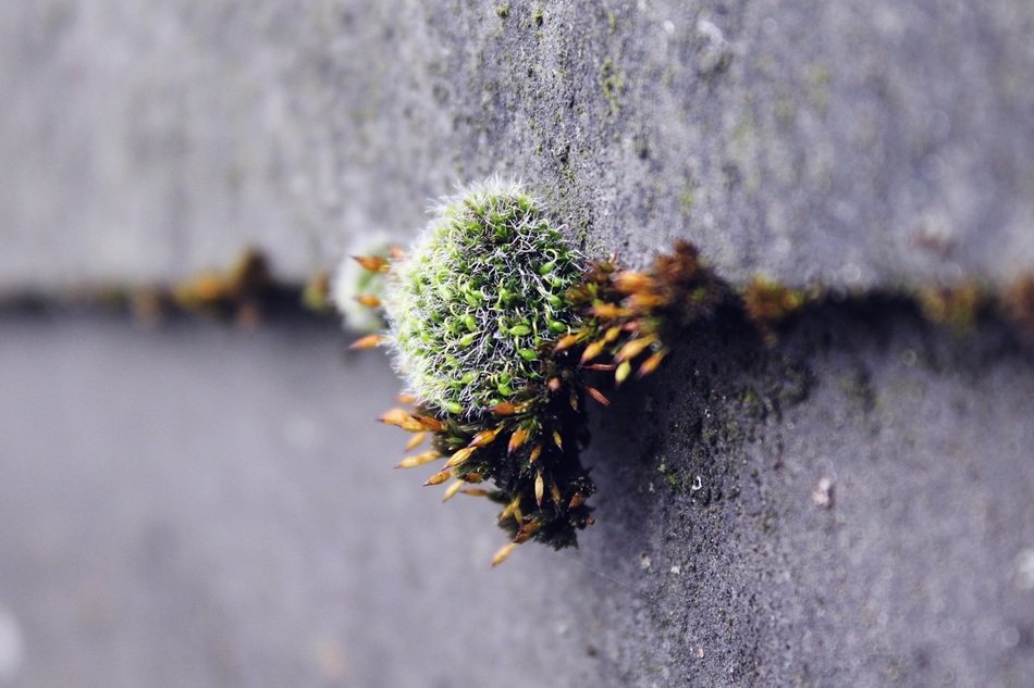 green moss on the wall closeup