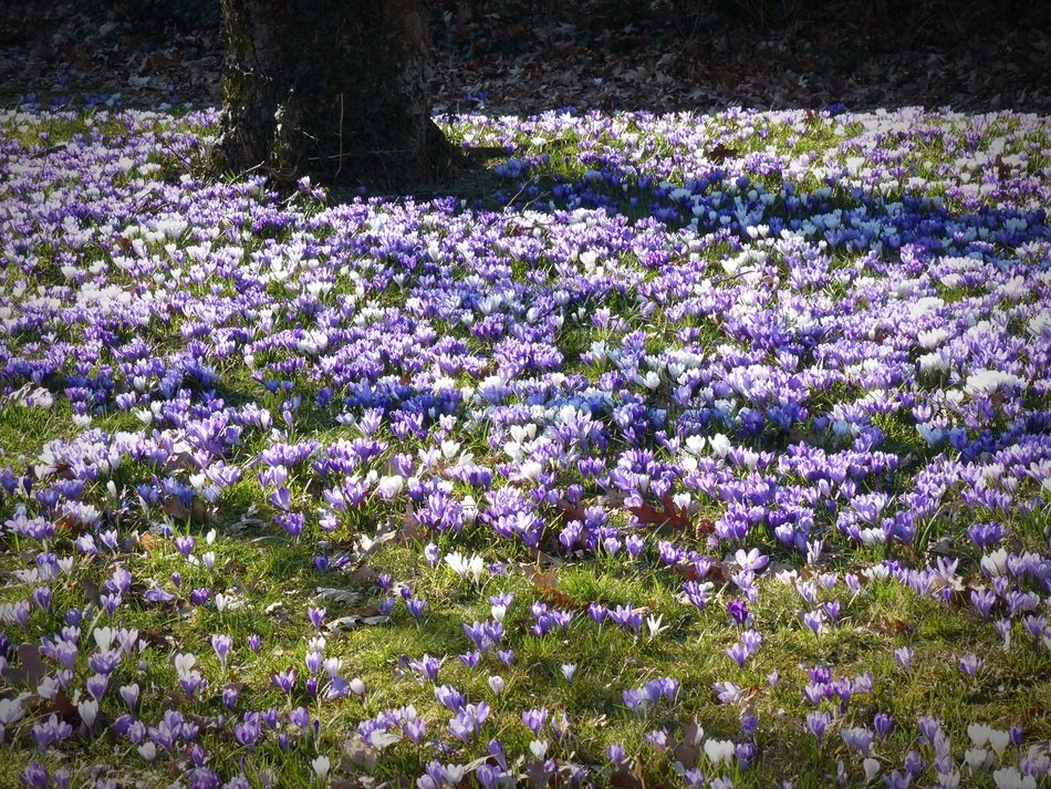 sea of crocus flowers in spring