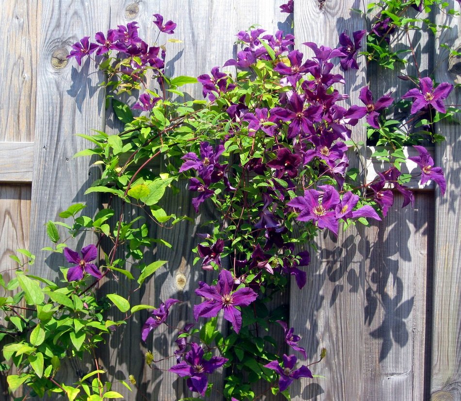 Clematis on the fence