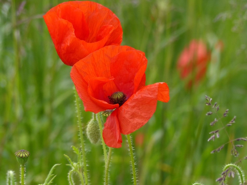 Red Poppiea on blurred green background