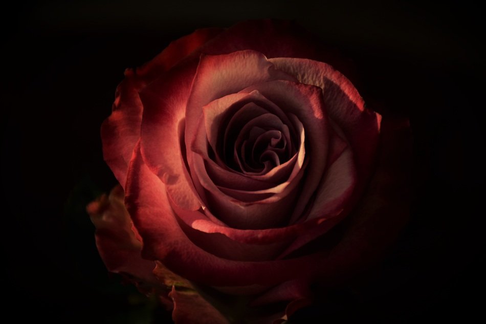 rose in the dark