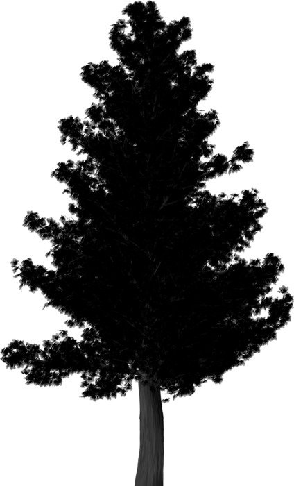 Picture of pine tree