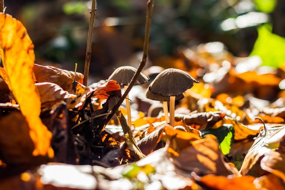 Brown mushrooms and foliage in the forest in autumn