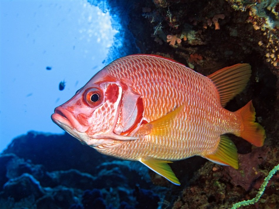 red Fish Underwater