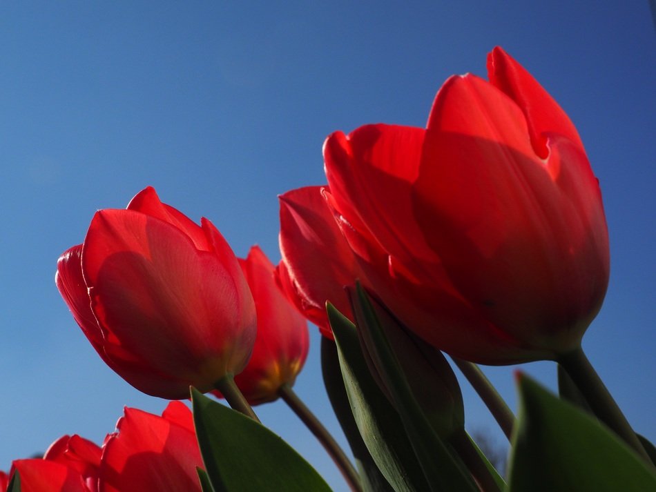 red tulips on a blue background