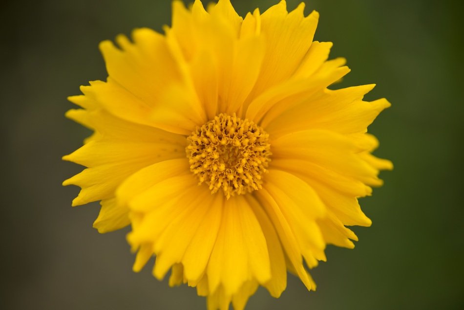 Close-up of the yellow flower