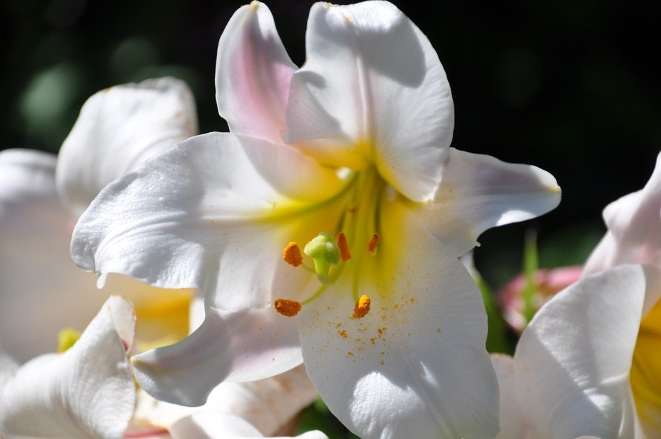 white lilies in the sunlight close up
