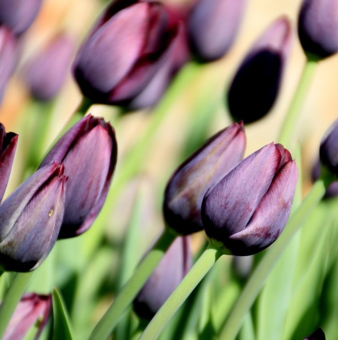 black tulips on a stalk in the sunlight