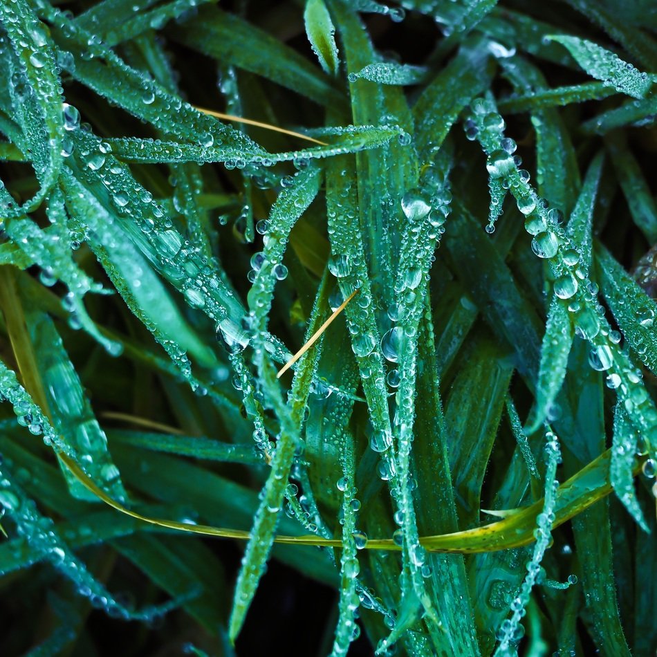 Dew on the green grass