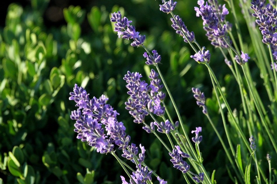 wonderful Lavender