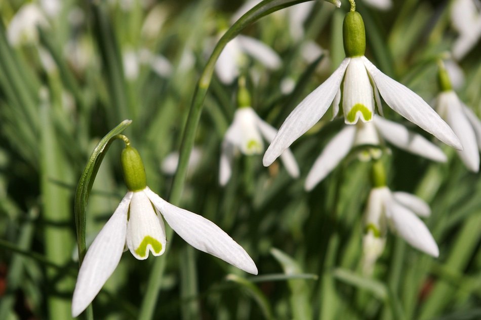 snowdrop full bloom