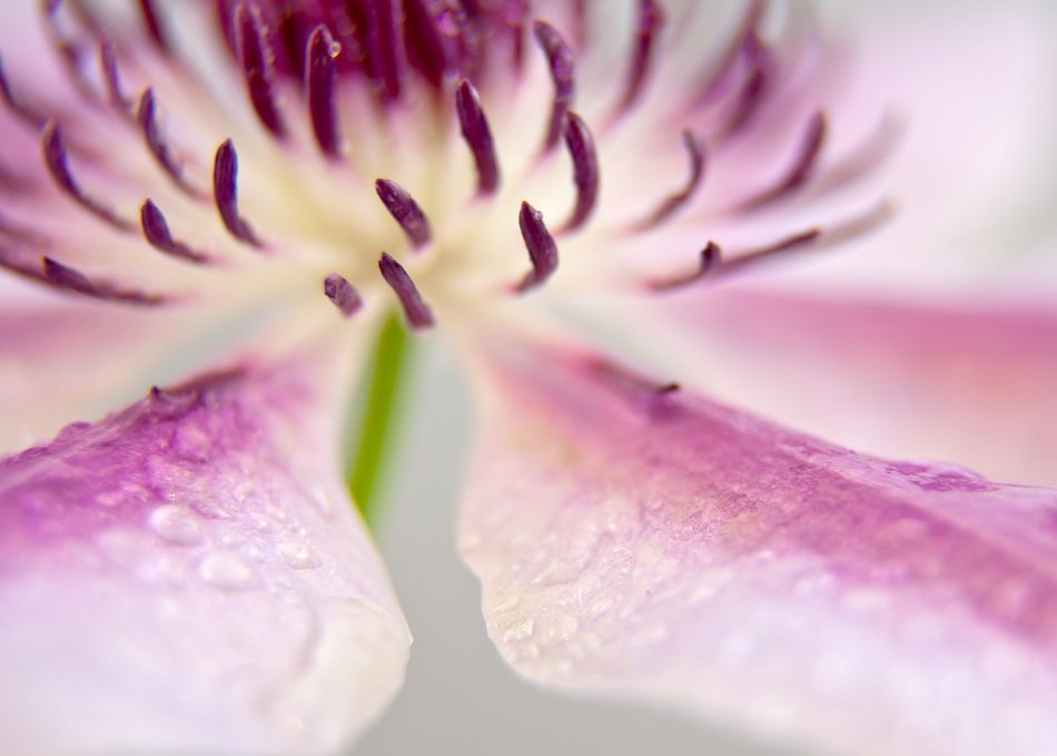 pink and white flower in drops close up