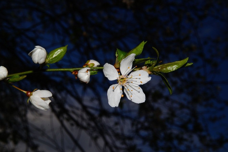 apple blossom at night close-up