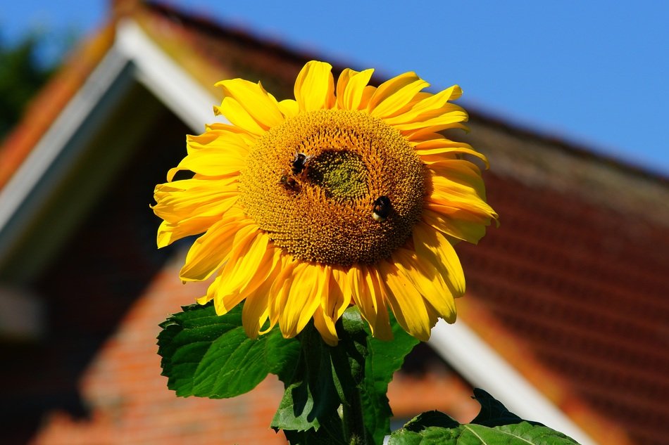 bees on sunFlower Blossom house roof aback