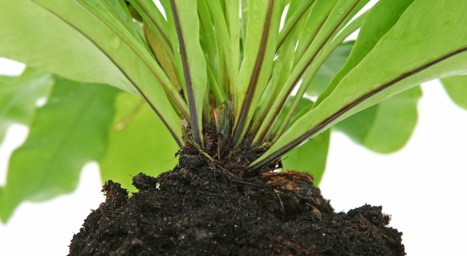 fern plant in the ground on a white background