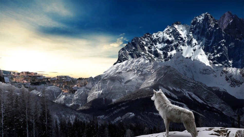 white wolf in the snowy mountains